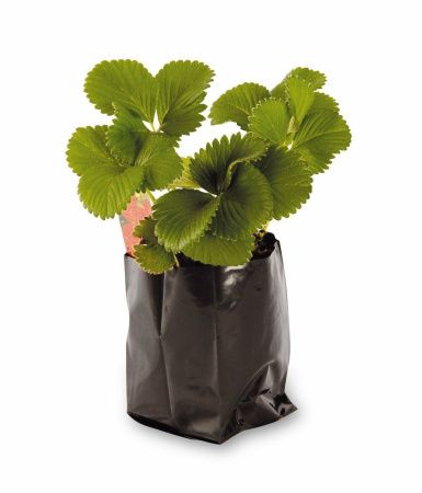 пакеты ПВД 17х20/100 "Для рассады" черные с отв